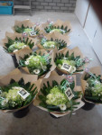 bladboeketten wit/groen