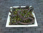voorjaarsschaal