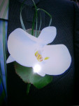corsage Orchidee wit